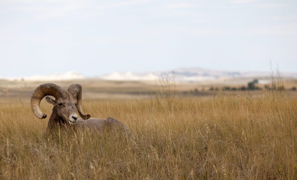 big horn sheep in foreground badlands national park in background