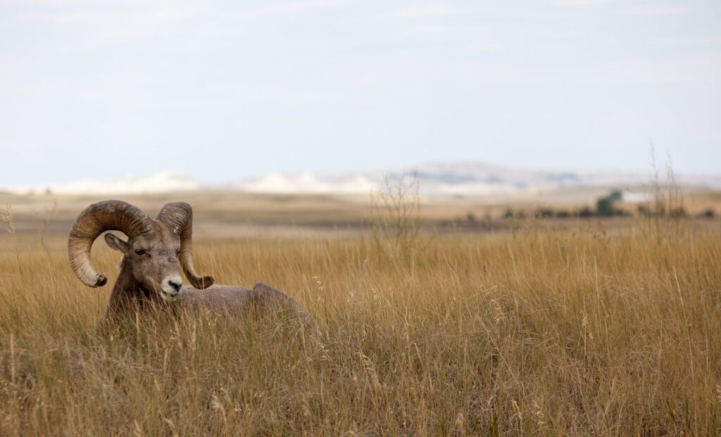 Big horn sheep ram in foreground, badlands national park in background